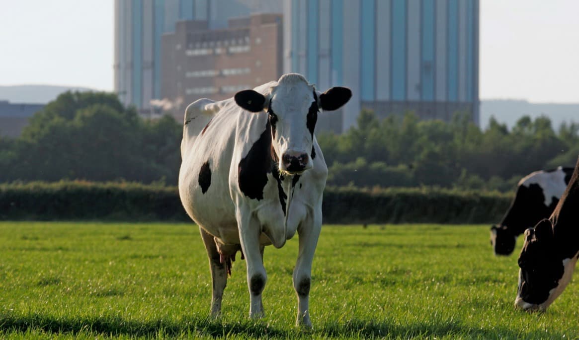 Forskare föreslår att biogena utsläpp från djur åtskiljs från industriella utsläpp i beräkningarna. Foto: Matt Cardy/Getty Images