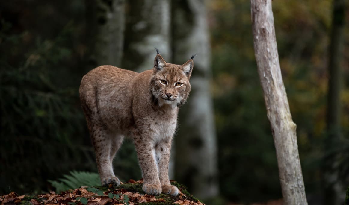 I Sverige finns det cirka 1 500 lodjur, enligt Naturvårdsverket. Foto: Eszter Miller