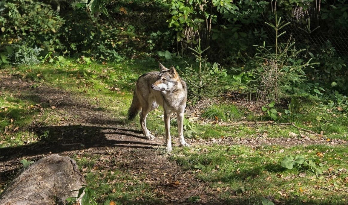 Två får har dödats i ett vargangrepp i Vaggeryd. Foto: Daniel Harwardt/Shutterstock