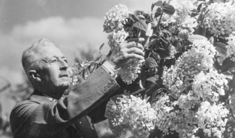 Prins Eugen skördar hortensia, 1930-tal. Foto: Okänd. Prins Eugens Waldemarsuddes arkiv.