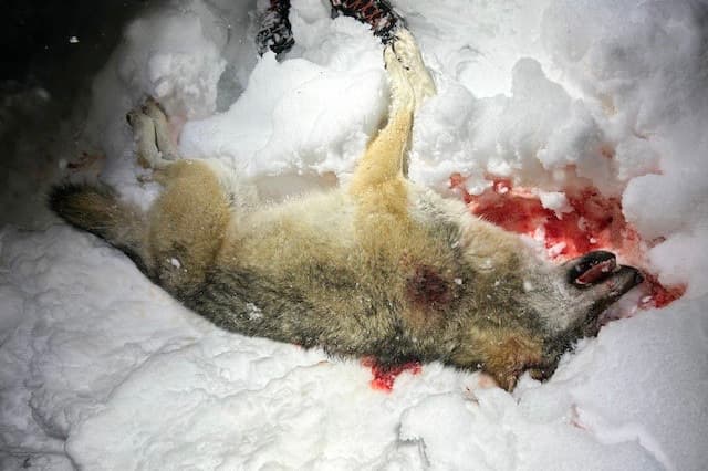 Tio män har dömts till fängelse för olaglig vargjakt i Norge. Foto: Økokrim via NTB/TT