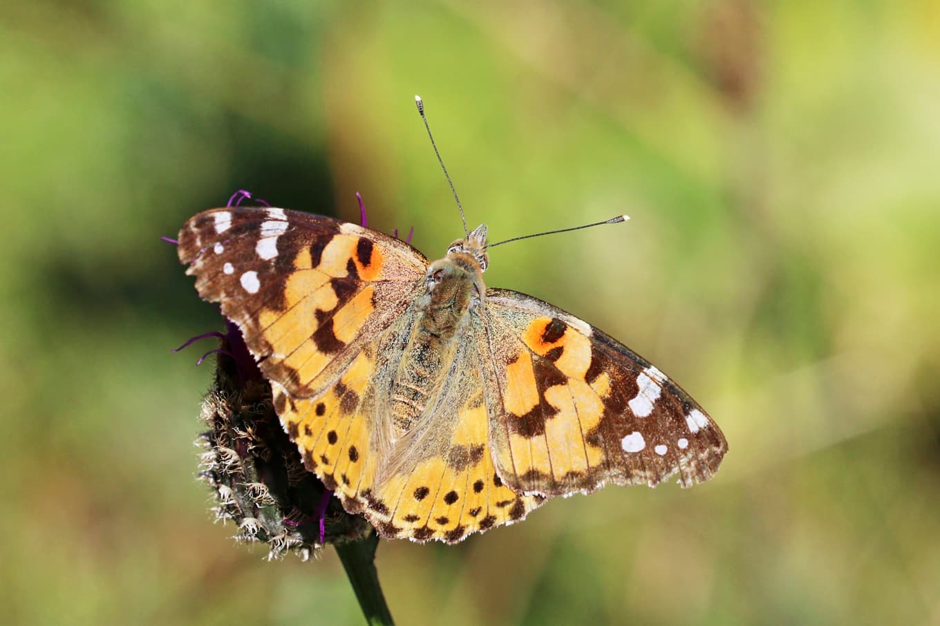 Tistelfjärilens (Vanessa cardui) honor lägger ägg på olika arter av tistlar och på gråbo. Den som vill se tistelfjärilar och deras larver rekommenderas därför att leta i miljöer där dessa växter finns. Foto: Charles J. Sharp/Wikimedia Commons