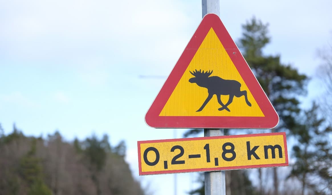 Under hösten väntas viltolyckorna öka, enligt Riksförbundet M Sverige. Foto: Shutterstock