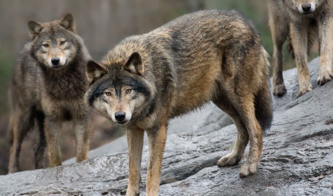 Flera får har dödats av varg i Värnamoområdet den senaste tiden. Arkivbild. Foto: Jonas Ekströmer / TT