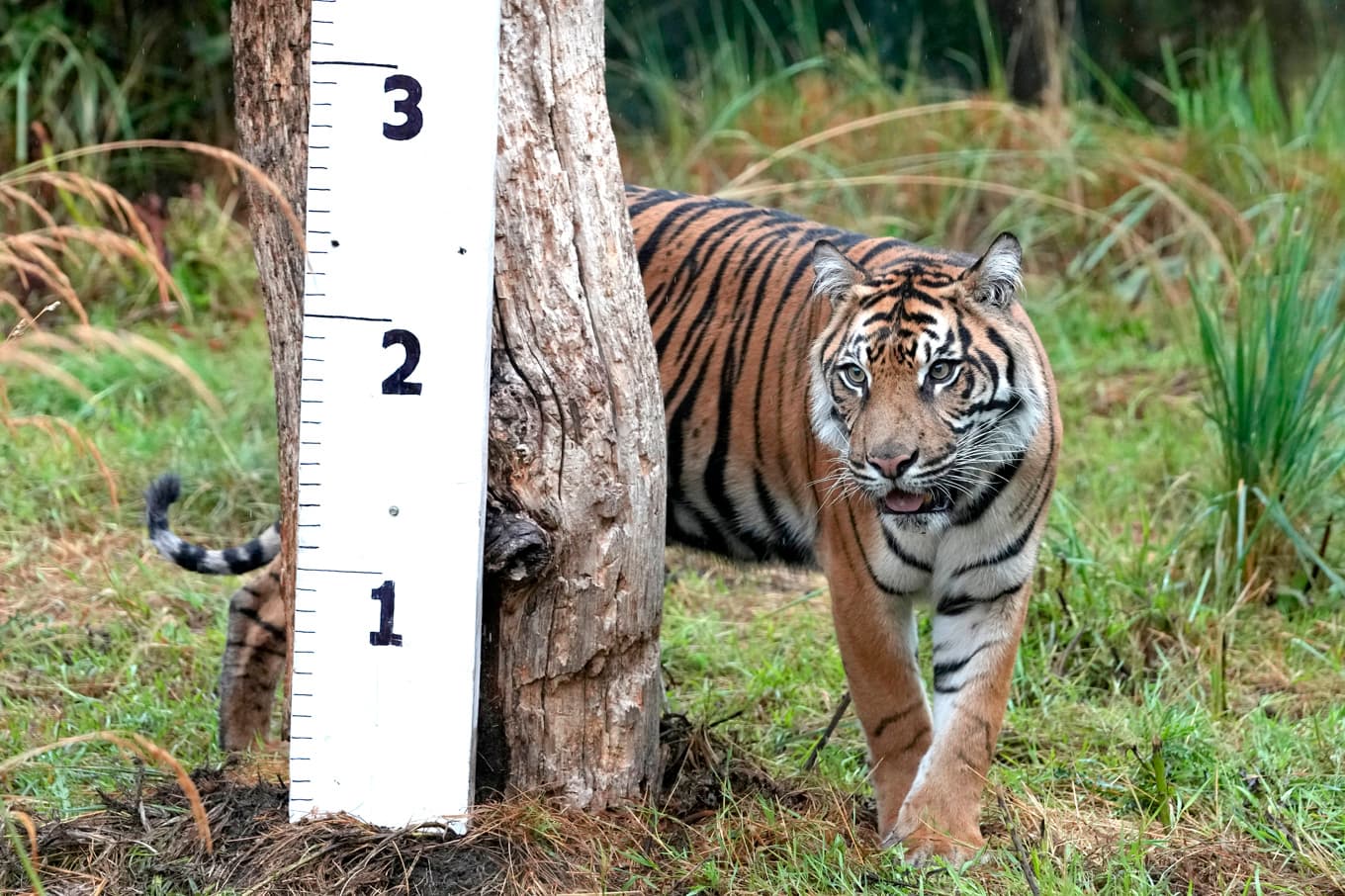 En tiger fotad på en djurpark i London. Arkivbild. Foto: Kirsty Wigglesworth/AP/TT