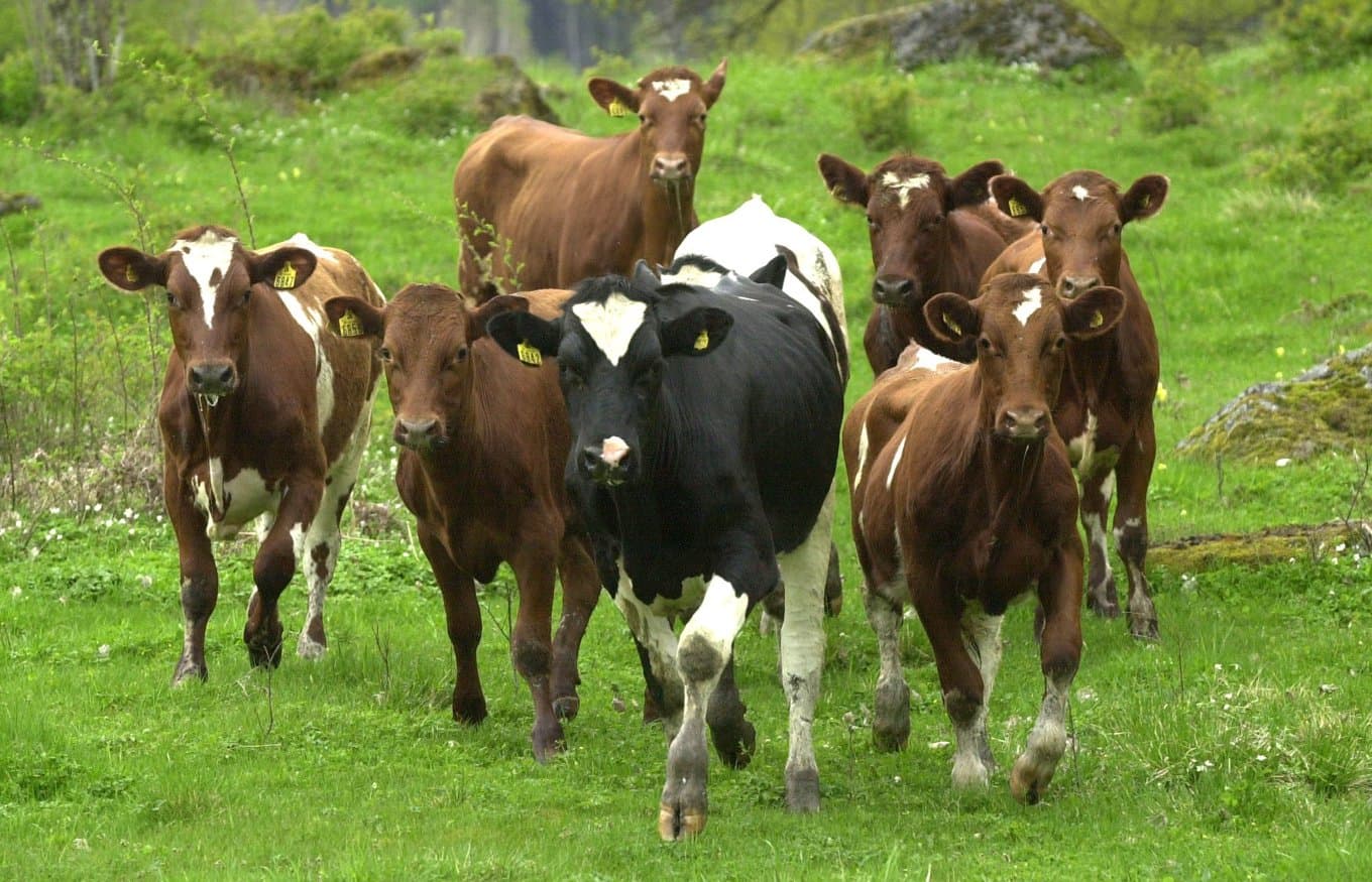 25 tjurar befinner sig på rymmen i Skaraborgsskogarna. På bilden andra tjurar. Foto: Leif R Jansson/TT