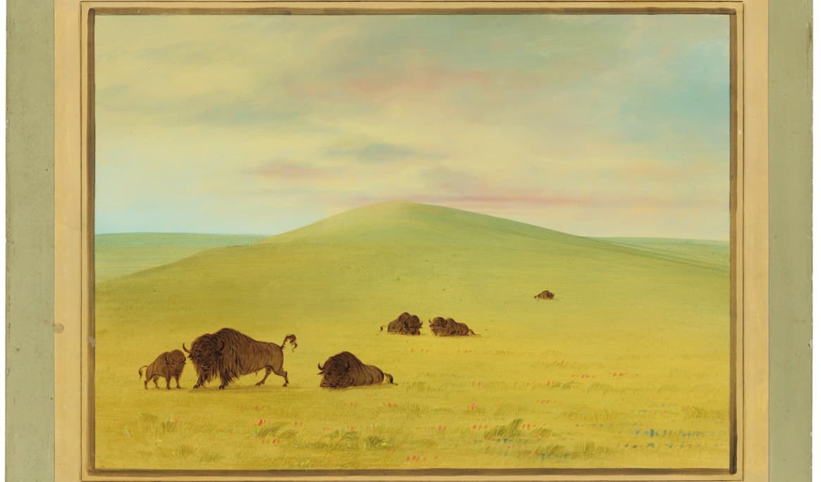Bisonoxar i en målning av George Catlin (1796–1872). Foto: National Gallery of Art/Wikimedia Commons