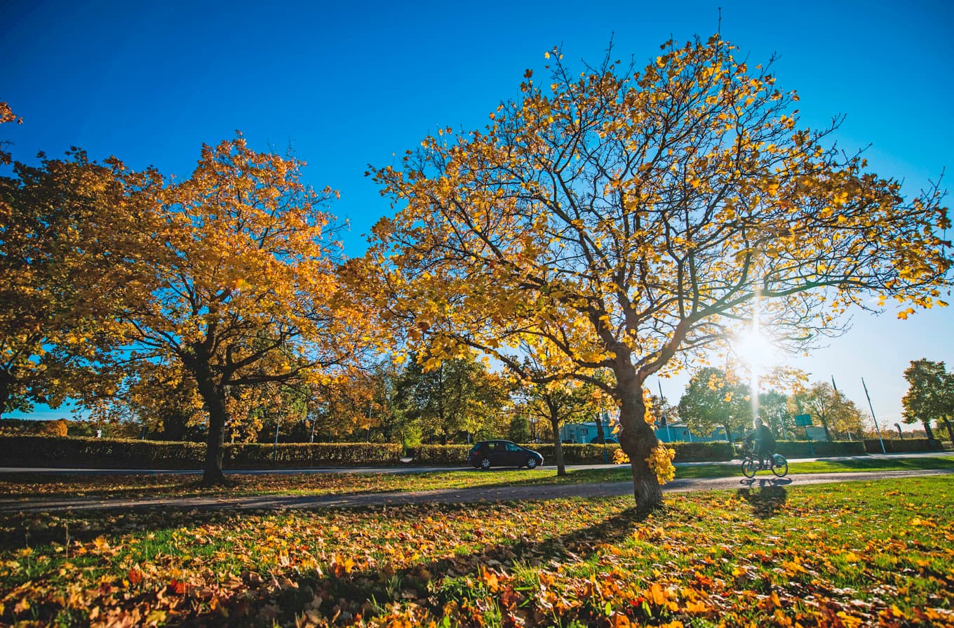 Löven faller under en höstdag på Djurgården i Stockholm. Klar och krispig luft värms upp av solens strålar. Foto: Jonathan Näckstrand/AFP via Getty Images