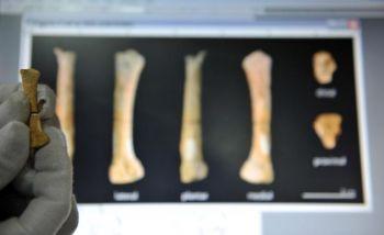 ”Mitokondriska Eva”, urmodern till alla människor, levde för omkring 200 000 år sedan, enligt forskare på Rice University. Fotot visar ett 67 000 år gammalt fotben som grävdes fram i ett omfattande nätverk av grottor i norra Filippinerna 2007. (Foto: Ted Aljibe/AFP/Getty Images)