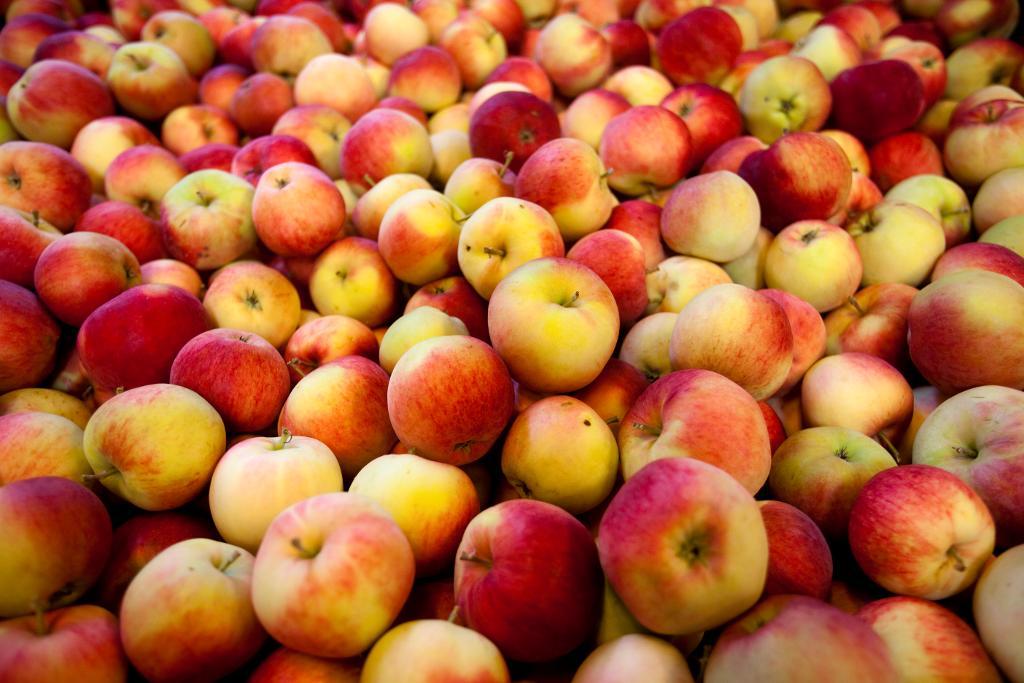 För den äppelsugne med miljötänk står valet oftast mellan ett konventionellt odlat svenskt äpple och ekologiskt odlad importfrukt. (Foto: DRAGO PRVULOVIC/TT)