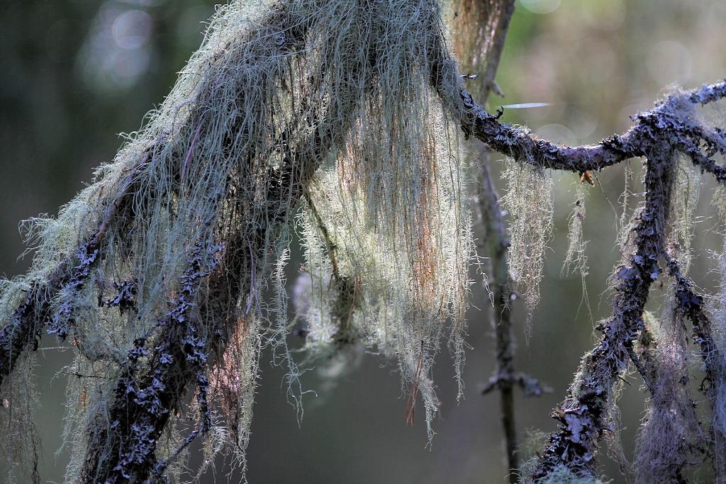 Julömossens naturreservat i Degerfors kommun. Våtmark och barrskog. Foto: Kjell Store /Länsstyrelsen Örebro-TT