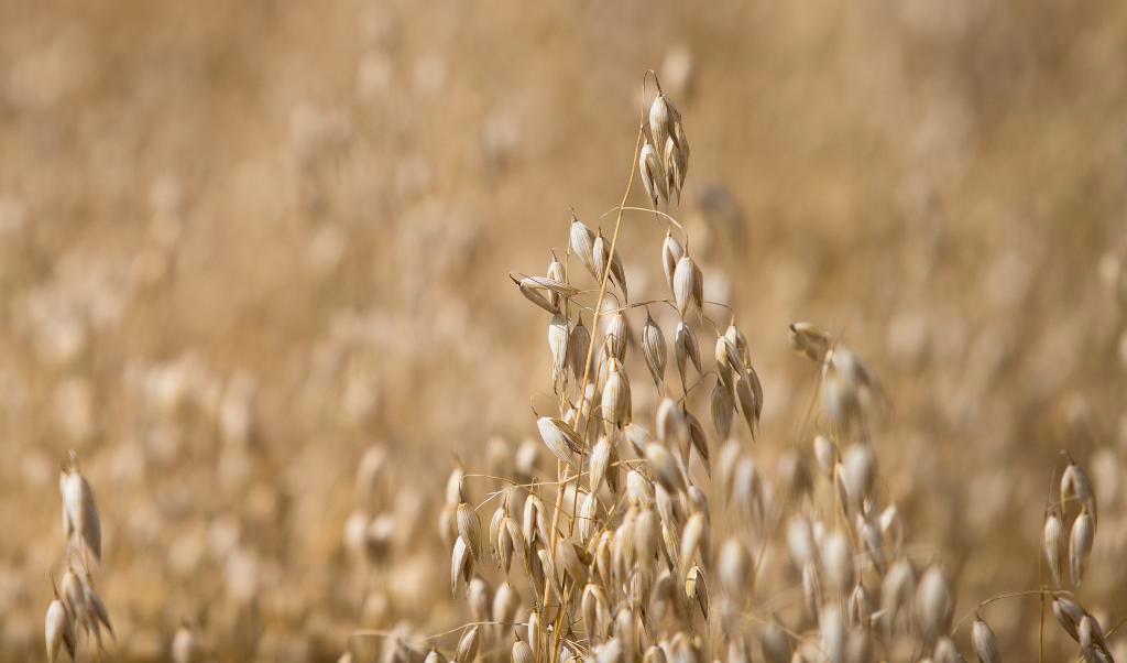 Havre är populärt inom ekologiskt jordbruk. Arkivbild. Foto:
Braastad, Audun/AP/TT
