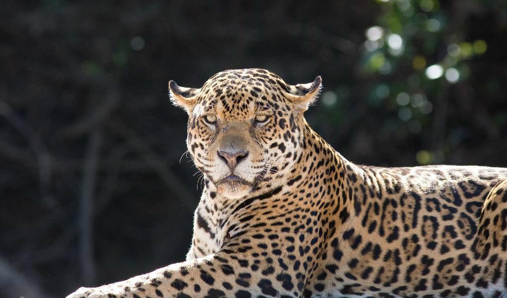 
Jaguaren är världens tredje största kattdjur. Den har osedvanligt kraftiga käkar, kanske en anpassning för att leva på bepansrade reptiler. Bilden är tagen i Pantanal i Brasilien. Foto: Roland Johansson/TT-arkivbild                                            