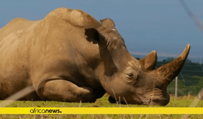 




Sudan, planetens sista nordliga vita noshörningshane, avlivades den 19 mars 2018, 45 år gammal. Foto: Skärmdump/ Africa News                                                                                                                                                                                                                            