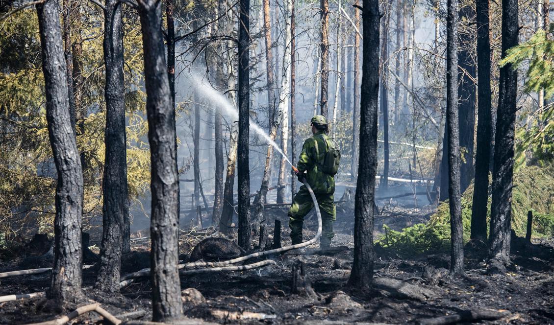 
Flera skogsbränder i Dalarna, Värmland och Örebro misstänks vara anlagda. Bilden från en skogsbrand i Småland tidigare i juli. Foto: Suvad Mrkonjic/TT-arkivbild                                            