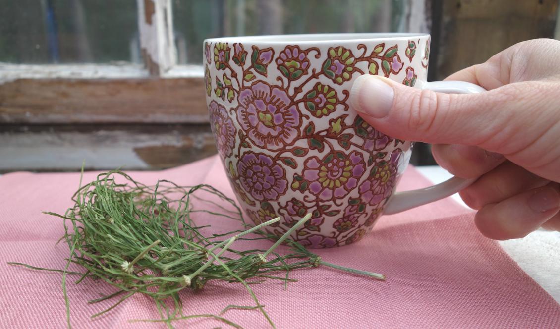



Genom att dricka te på åkerfräken får man i sig kisel som hjälper immunförsvaret. Foto: Eva Sagerfors                                                                                                                                                                                    