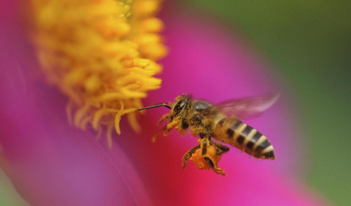 Honungsbi söker efter nektar. Foto: Gurinder Osan/AP/TT-arkivbild