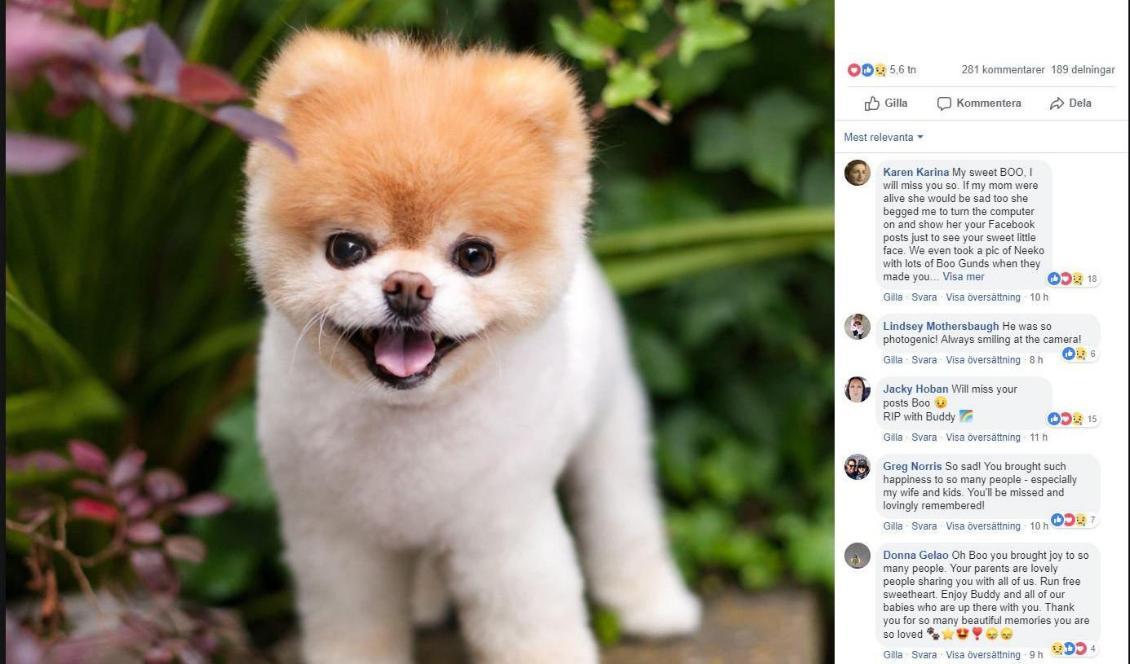 Boos ägare meddelar på Facebook att hunden Boo inte längre är i livet. Foto: Skärmdump/Facebook
