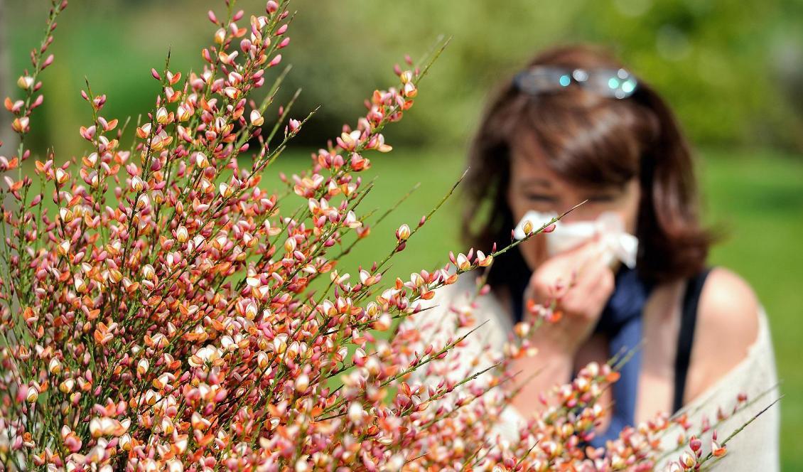 I år väntas den värsta pollensäsongen på 45 år, enligt prognoser. Foto: Philippe Huguen/AFP/Getty Images