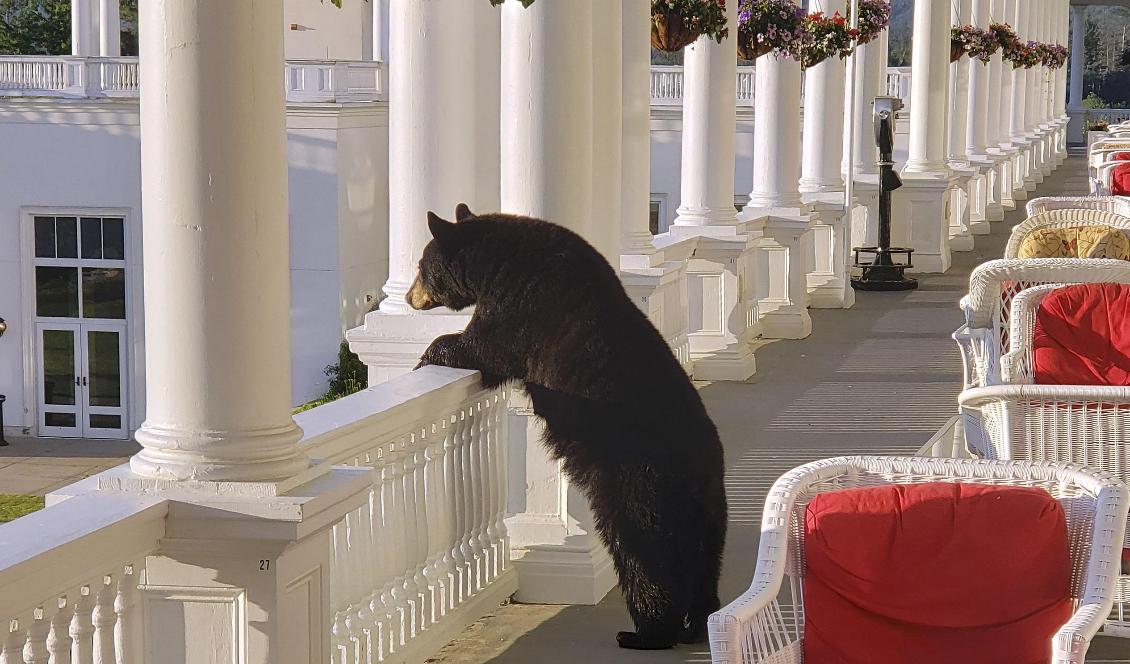 En hotellanställd i New Hampshire i USA fick en överraskning när han skulle ta ett foto på soluppgången från hotellets veranda. Foto: Sam Geesaman/AP/TT