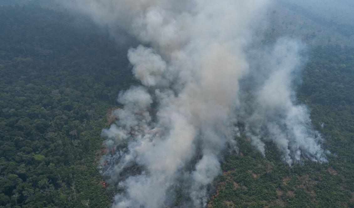 Hundratals nya bränder rasar i Amazonas. Foto: Victor R. Caivano/AP/TT