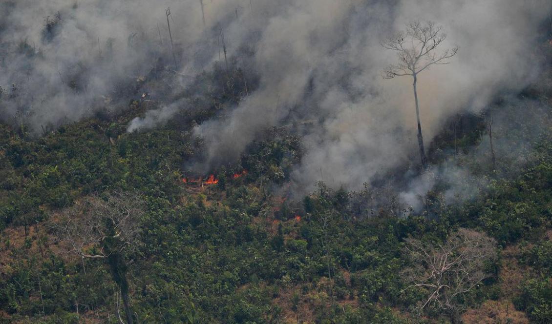 

Flygfoto över ett två kilometer långt brandstråk i delstaten Rondônia, Brasilien, den 23 augusti 2019. Foto: Carl De Souza/AFP/Getty Images                                                                                                