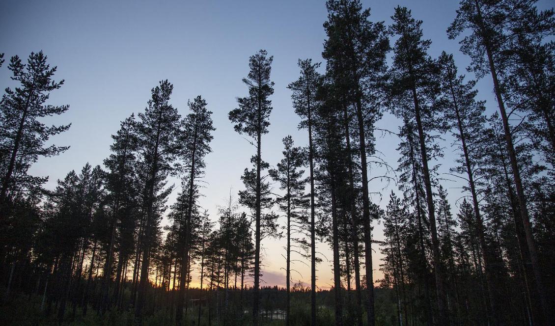 
Skogen får mer pengar. Foto: Helena Landstedt/TT-arkivbild                                                