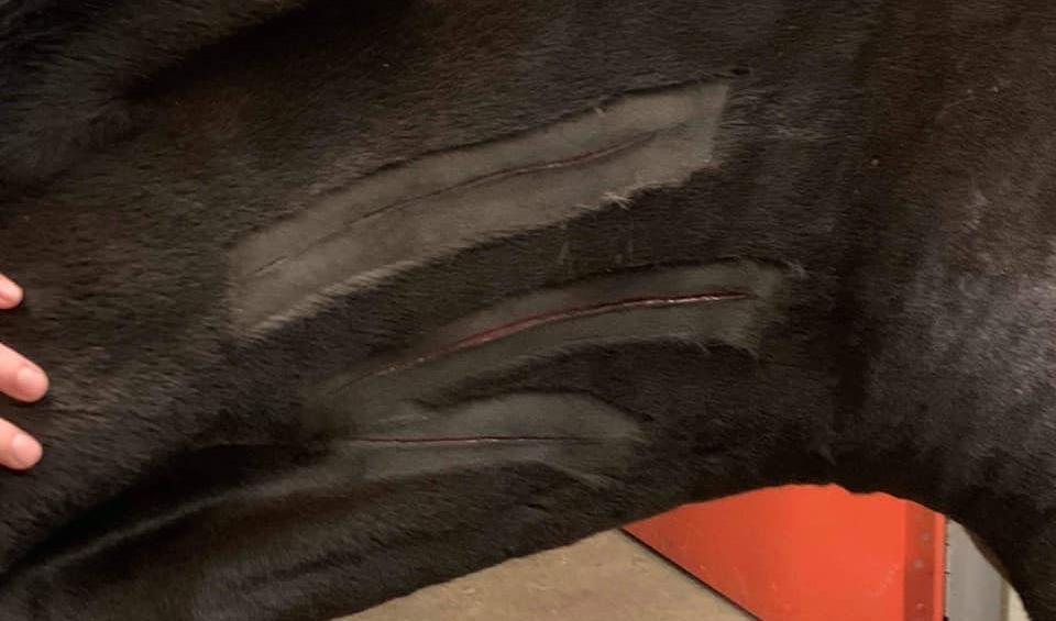 En häst blev knivhuggen i Burlöv på måndagskvällen. Foto: Mathilda Johansson/privat/Facebook