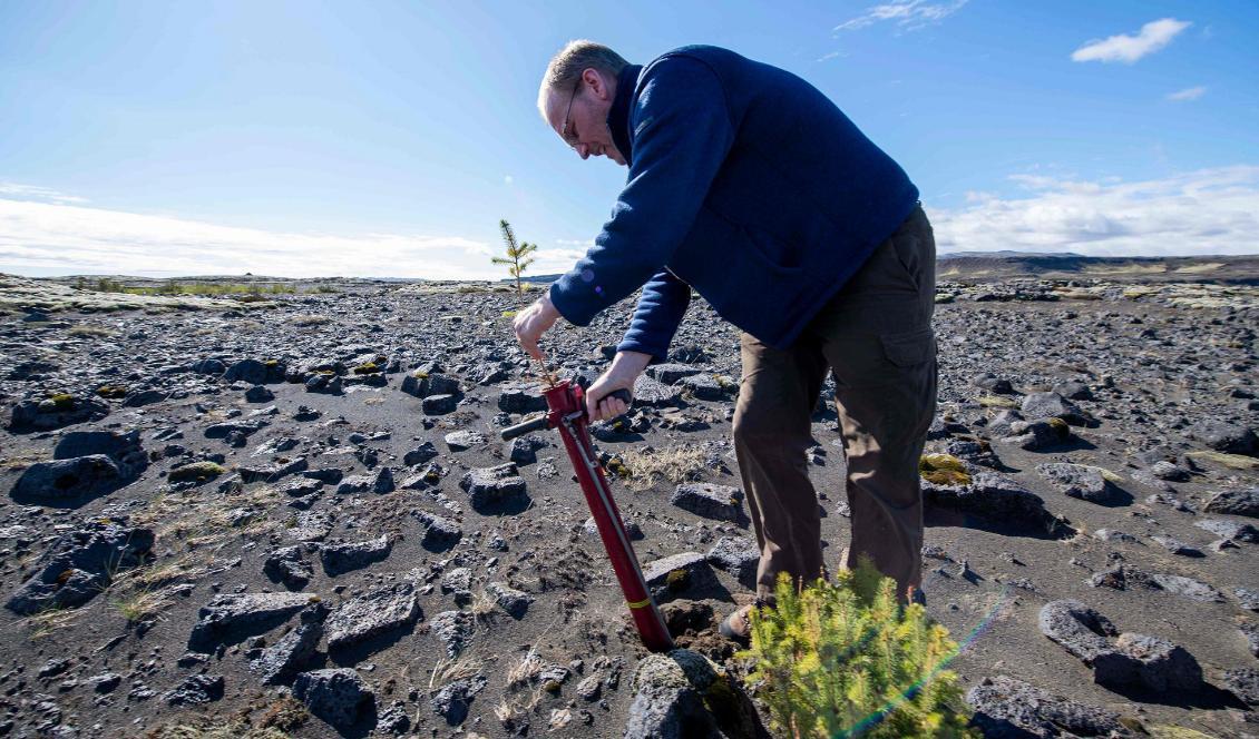 Hreinn Oskarsson, som arbetar vid den isländska skogsstyrelsen, planterar träd i närheten av Thorlákshöfn på Island i maj 2019. Foto: HALLDOR KOLBEINS/AFP/TT-arkivbild