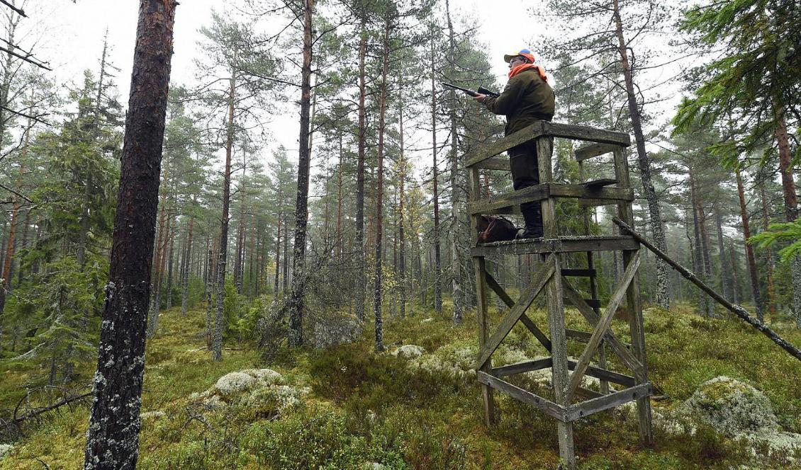 Polisen har fått in många anmälningar om skadegörelse mot jakttorn och jaktstugor och nu har en man i Växjötrakten anhållits för grov skadegörelse. Foto: Mikael Fritzon/TT-arkivbild