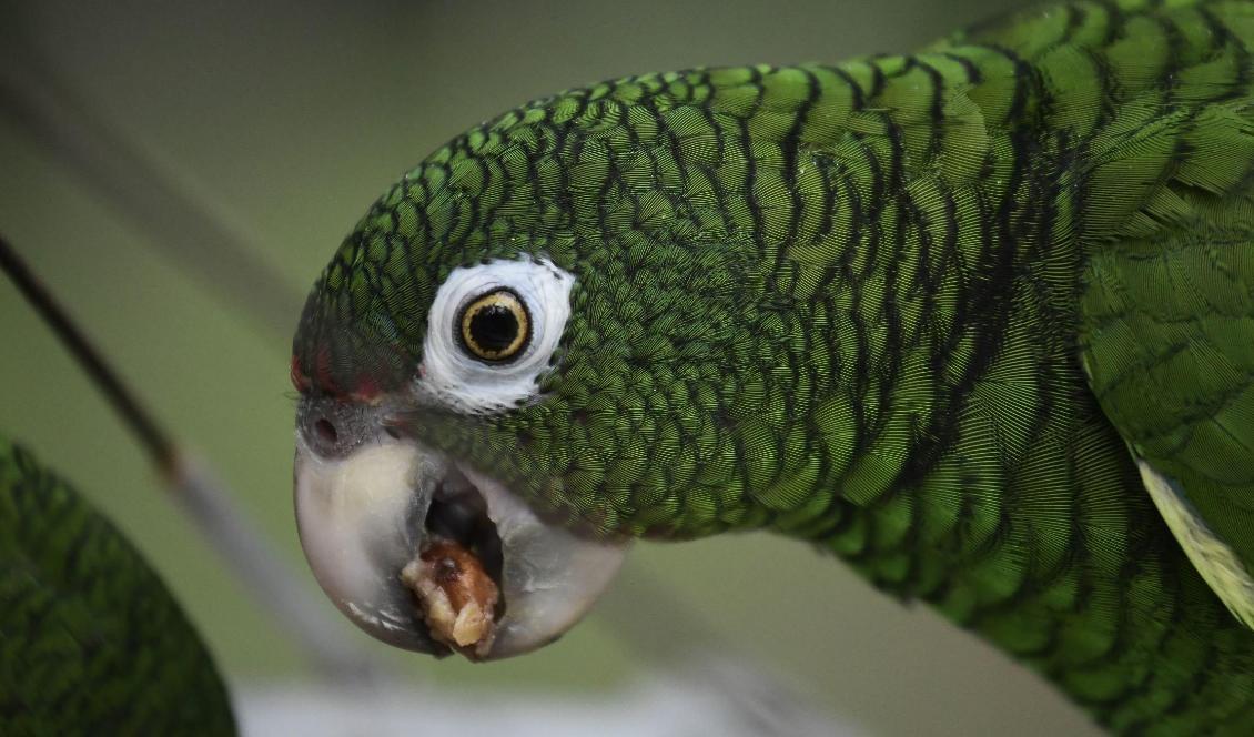 Resterna av en enorm, forntida släkting till dagens papegojor har hittats i Nya Zeeland. Foto: Carlos Giusti/AP/TT-arkivbild