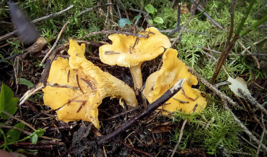 Kantarellerna har trivts i sommarens lite kyliga och blöta väder. Nu, och ett par veckor framåt, är det skördetid. Foto: Gorm Kallestad/TT-arkivbild