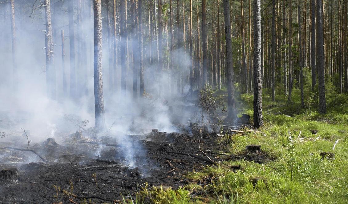 Det råder extrem risk för skogsbränder i norra Sverige. Foto: Henrik Montgomery/TT-arkivbild