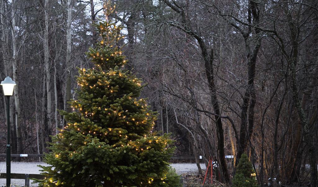 Bereden väg för mildväder. Stora delar av Sverige kommer att få fira en grå jul i plusgrader. Foto: Martina Holmberg/TT-arkivbild