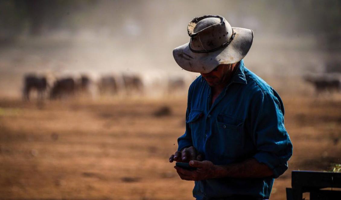 
En australisk bonde tittar i telefonen efter väderuppdateringar efter att han utfodrat sina får i en inhägnad påverkad av torkan på gården i nordvästra delen av New South Wales, Australien, den 3 oktober 2019. Foto: David Gray/Stringer/Getty Images                                                