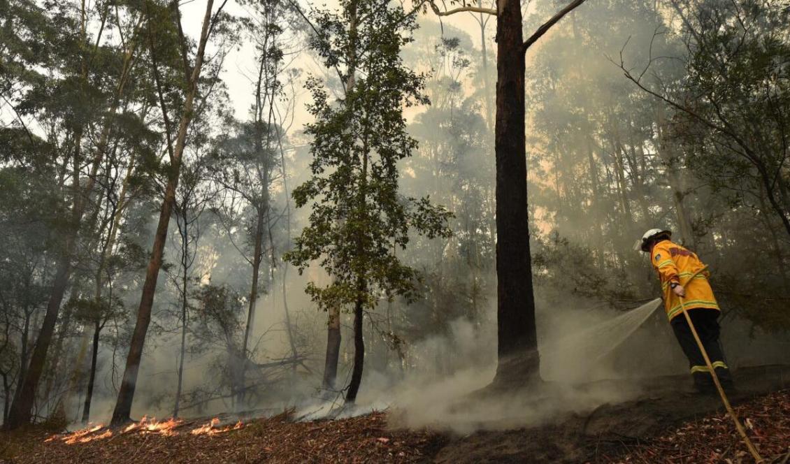 En brandman bekämpar en brand söder om Nowra, Australien, den 5 januari, 2020. Foto: Peter Parks/AFP via Getty Images
