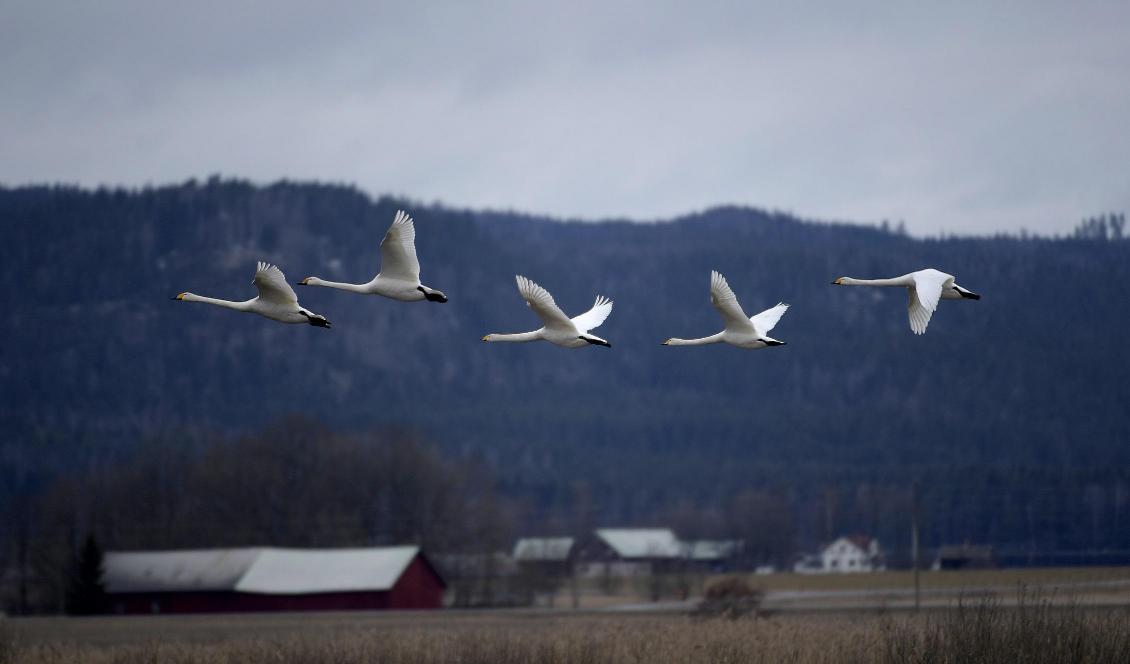 Sångsvanar rastar vid fågelsjön Tysslingen år 2017. Foto: Janerik Henriksson/TT-arkivbild