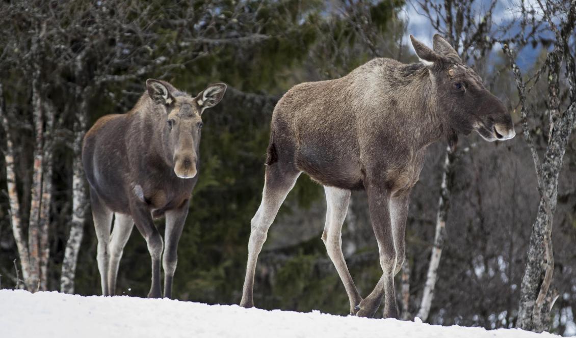 Älgar på vandring. Foto: Heiko Junge/NTB/TT-arkivbild
