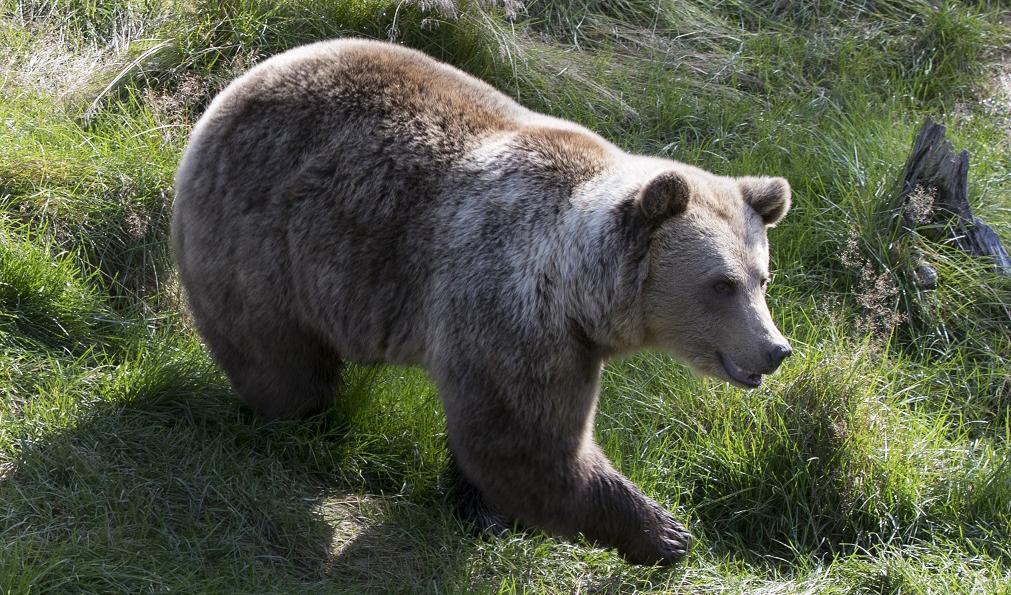 Björnarna blir fler i Finland. Foto: Berit Roald/NTB Scanpix/TT-arkivbild