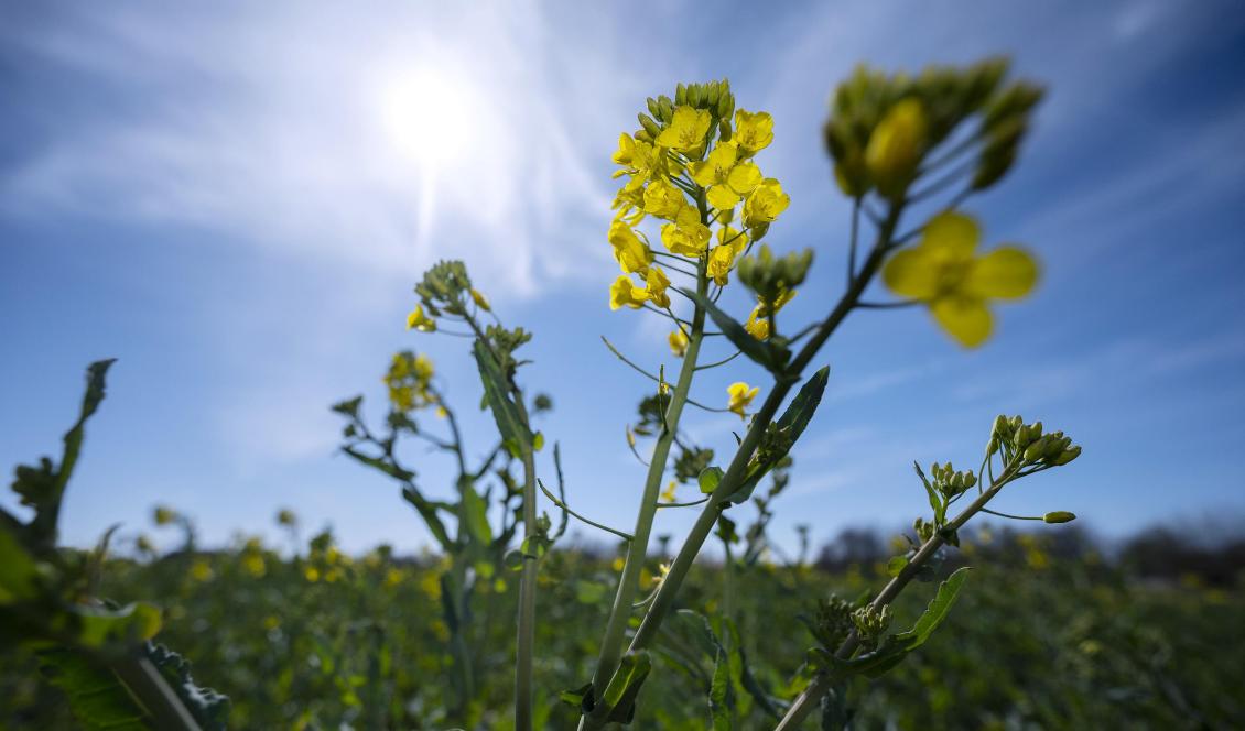 Rapsen har börjat blomma på ett fält utanför Malmö. Bilden togs den 14 april i år. Foto: Johan Nilsson/TT