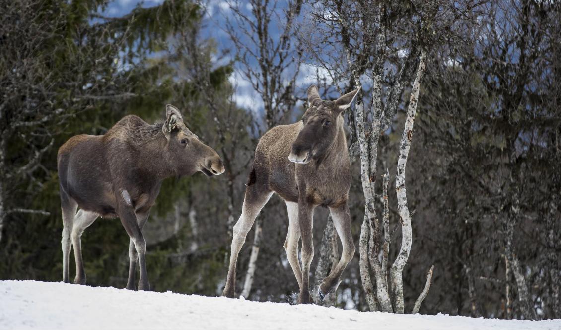 Älgarna har inte fått nog. Nästa år gör de "slow-tv" igen. Foto: Heiko Junge/NTB/TT-arkivbild