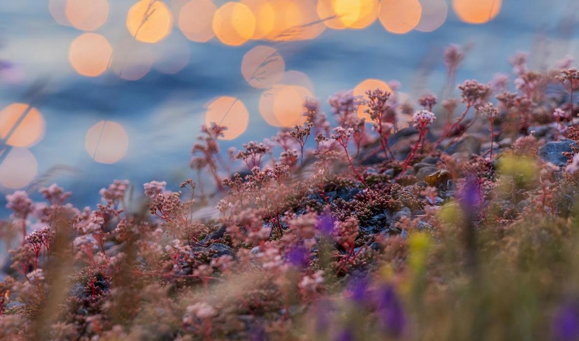 En berättelse om magiska örter från himlen som kunde bota en pest.