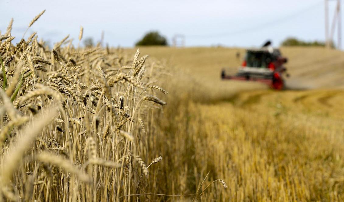 Den ekologiska spannmålsskörden under 2019 blev den största någonsin.  Foto: Vidar Ruud/NTB Scanpix/TT-arkivbild