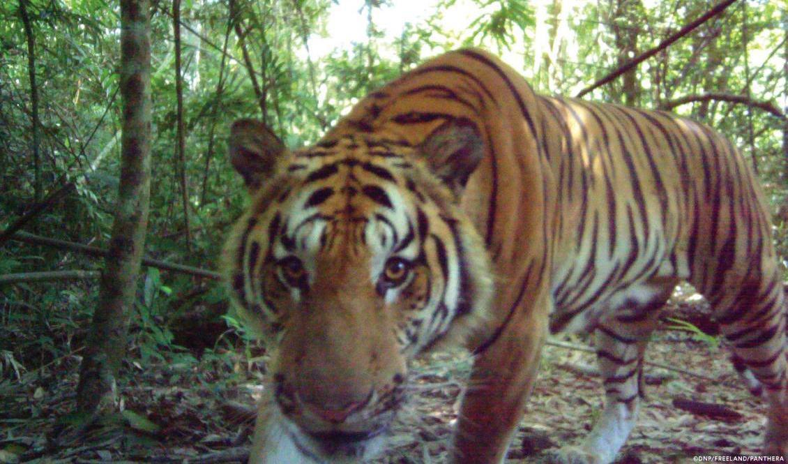 Tre indokinesiska tigrar har fångats på bild i västra Thailand, något som inte hänt på fyra år. Foto: Sakchai Lalit-arkivbild