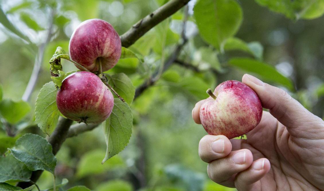2020 ser ut att bli ett superår för äppelskörden. Foto: Christine Olsson/TT-arkivbild