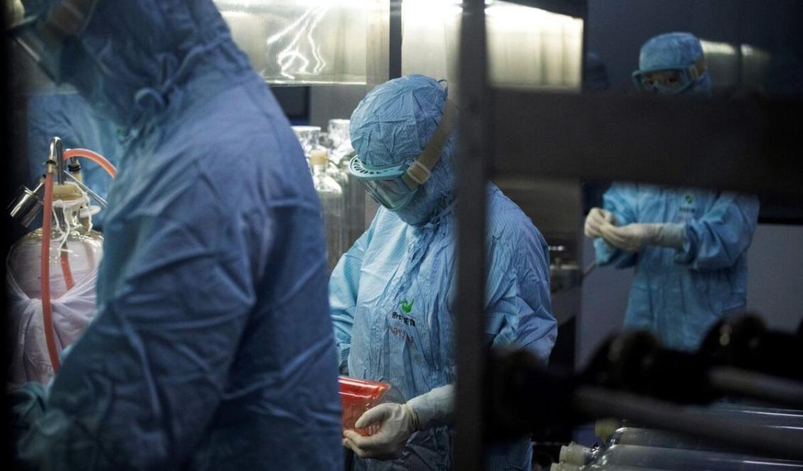 Forskare arbetar på ett biofarmaceutiskt laboratorium i Shenyang i Liaoningprovinsen i Kina, den 9 juni 2020. Foto: Noel Celis/AFP via Getty Images