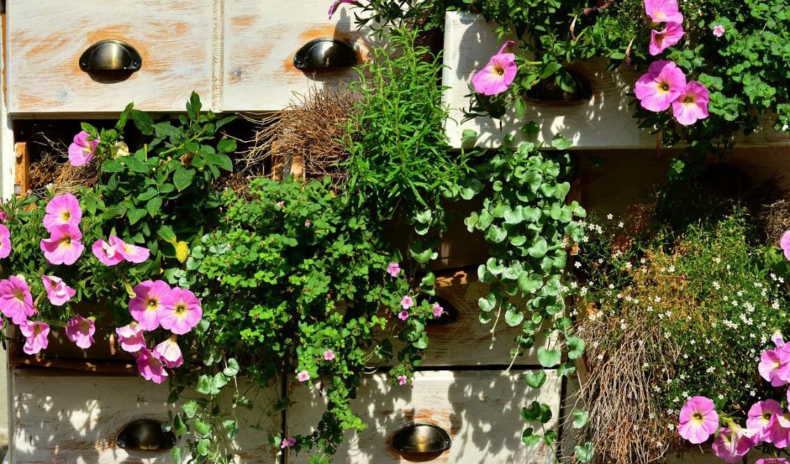 Mosters hem var en labyrint av växtlighet där luften kändes renare och man mådde bra.