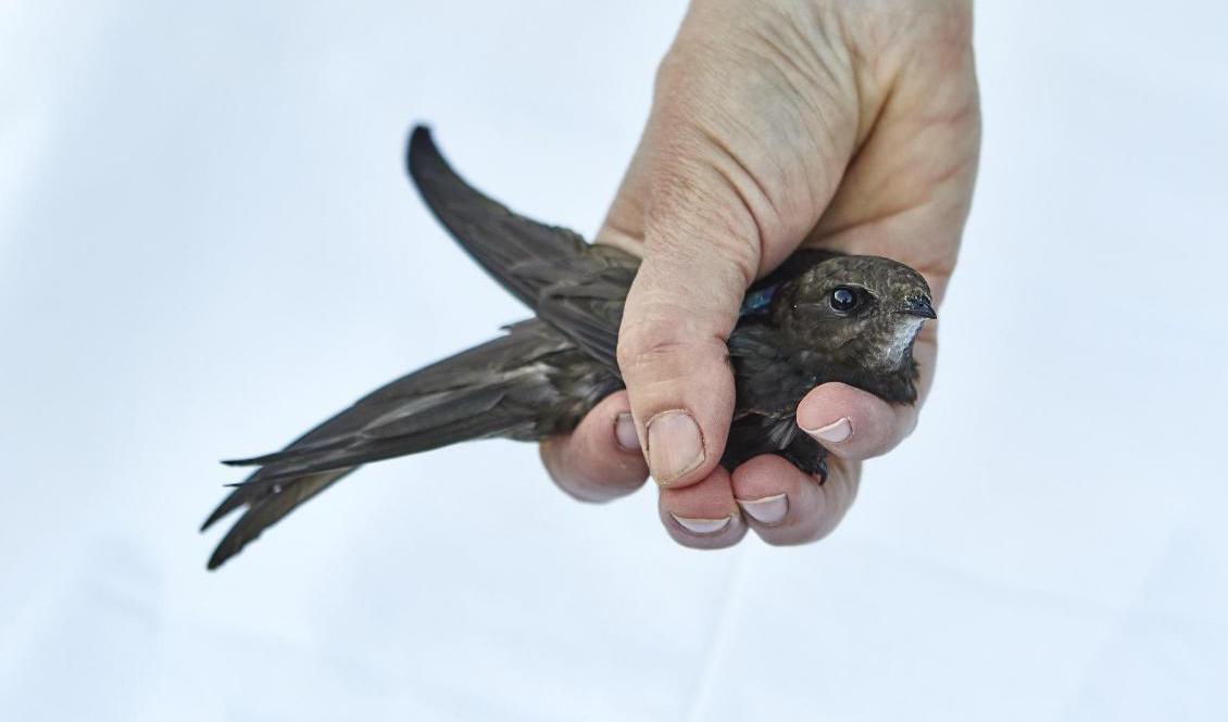 Forskare har försett 102 tornseglare från olika delar av Europa med apparatur som gjort det möjligt att avgöra var de befunnit sig vid olika tidpunkter. Foto: Aron Hejdström/Lunds universitet