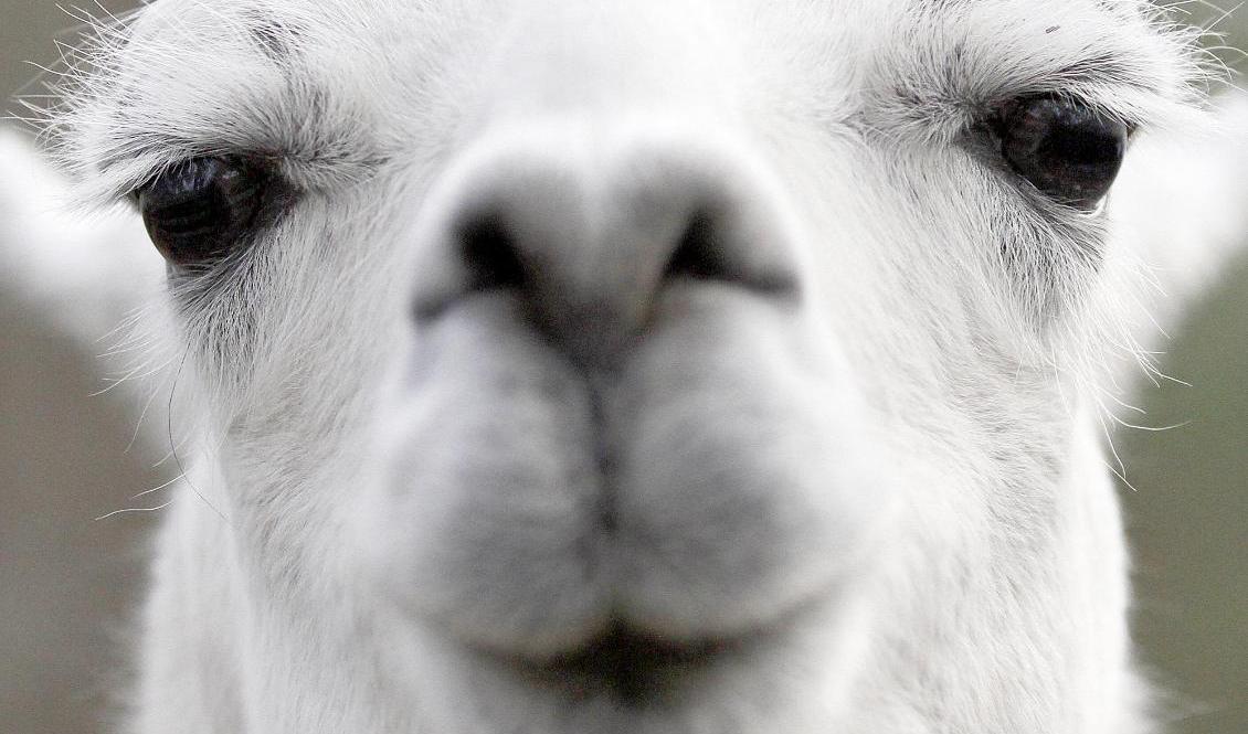 Fyra lamadjur dödades i en vargattack. Arkivbild.  Foto: Janet Blackmon Morgan/AP/TT