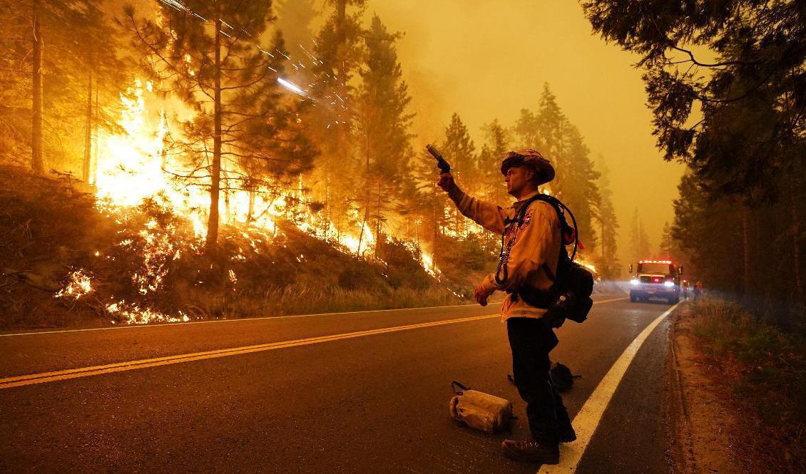 En brandman övervakar en kontrollerad bränning i början av september. Foto: Marcio Jose Sanchez/AP/TT